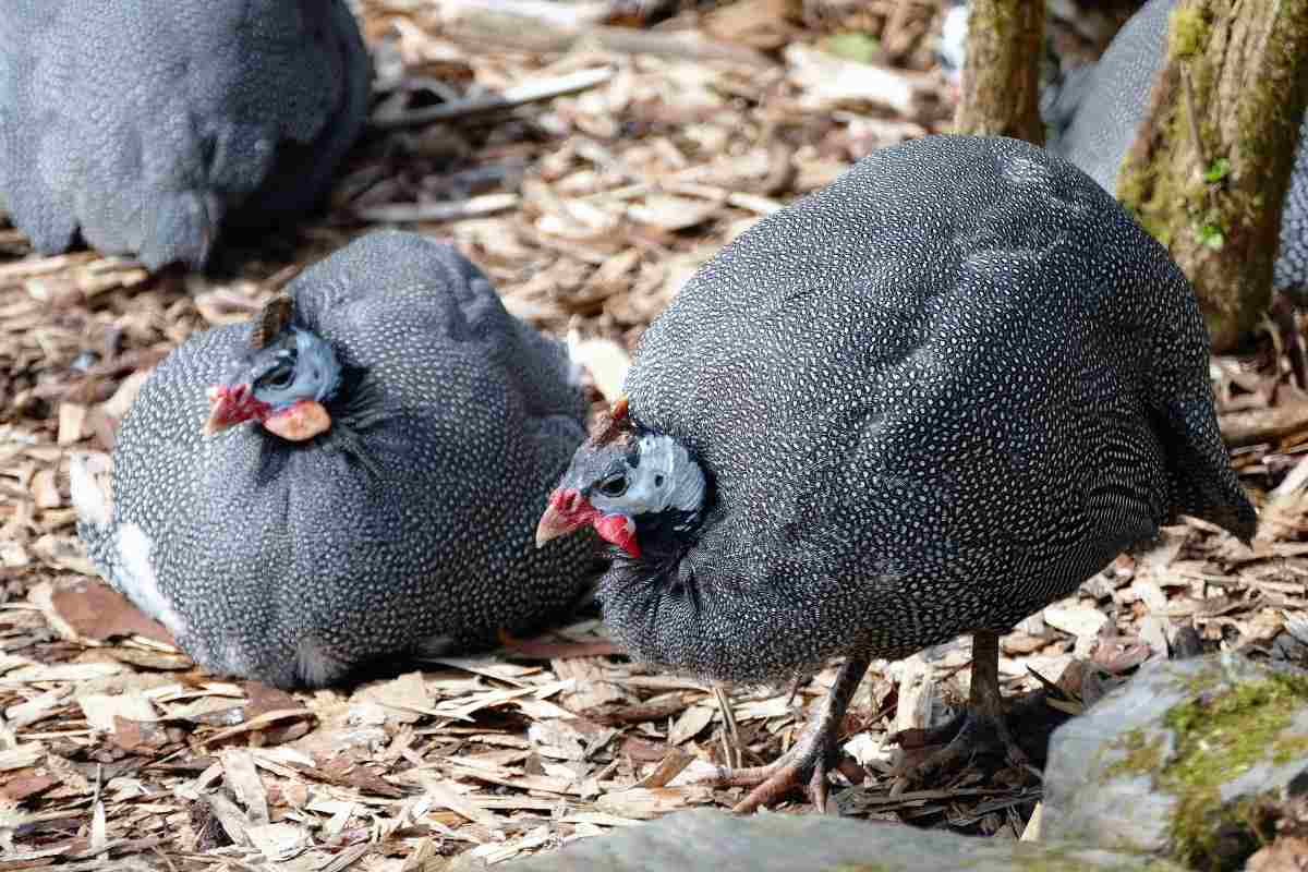 Photo of Guinea Fowl rearing becoming common; best practices farmers can adopt