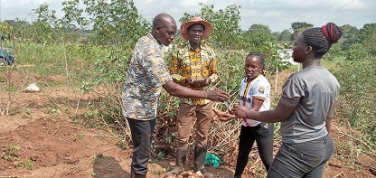 Photo of Agricultural Scientists take up plant research using mutation breeding to address disease challenges